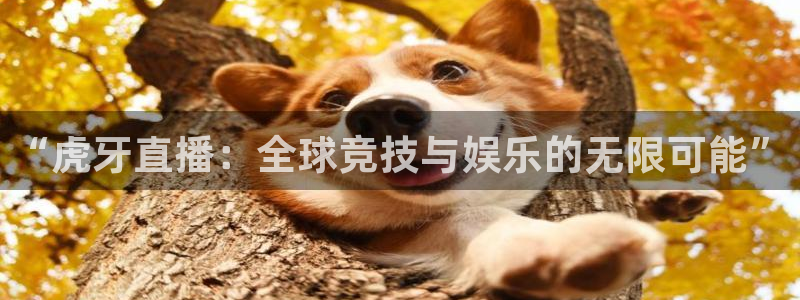 斗球nba直播：“虎牙直播：全球竞技与娱乐的无限可能”