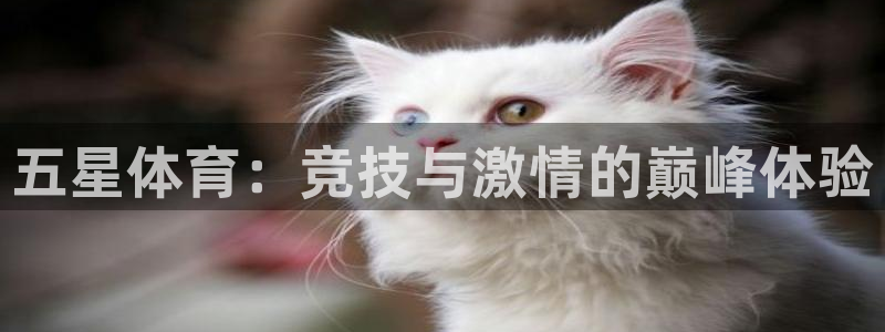 斗球足球直播app下载：五星体育：竞技与激情的巅峰体验